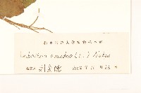 大丁草藏品圖，第3張