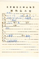 毛蓮菜藏品圖，第2張