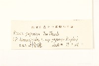 毛蓮菜藏品圖，第3張