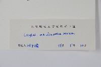 毛榛藏品圖，第2張