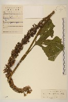 戟葉橐吾藏品圖，第1張