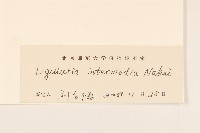 戟葉橐吾藏品圖，第3張