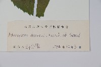 展枝沙參藏品圖，第2張