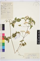 短尾鐵線蓮藏品圖，第1張