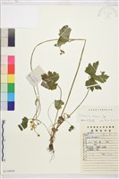 茴茴蒜藏品圖，第1張