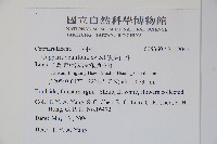 異葉敗醬藏品圖，第2張