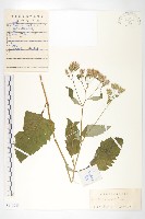 華北鳳毛菊藏品圖，第1張