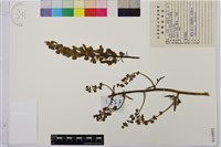 細葉黃烏頭藏品圖，第1張