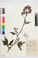 草烏頭藏品圖，第1張