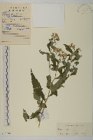 山白蘭藏品圖，第1張