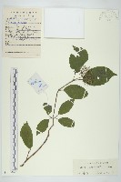 沙棶藏品圖，第1張