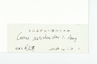 沙棶藏品圖，第3張