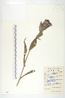 紫苞鳳毛菊藏品圖，第1張