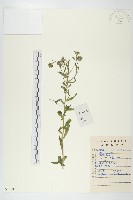 狗娃花藏品圖，第1張