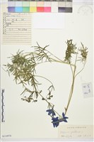 大花飛燕草藏品圖，第1張