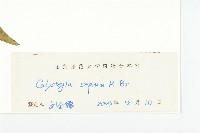 篱打碗花藏品圖，第3張