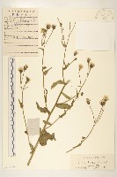 毛蓮菜藏品圖，第1張