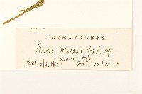 毛蓮菜藏品圖，第3張