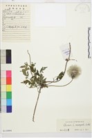 大花鐵線蓮藏品圖，第1張
