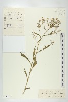 風花菜、球果山芥菜藏品圖，第1張