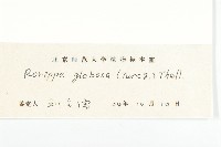 風花菜、球果山芥菜藏品圖，第3張