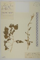 變葉藜藏品圖，第1張