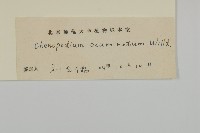 變葉藜藏品圖，第3張