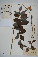 桔梗藏品圖，第1張