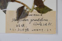 桔梗藏品圖，第2張