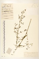 盤果菊藏品圖，第1張