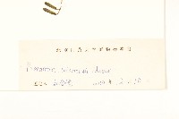 盤果菊藏品圖，第3張