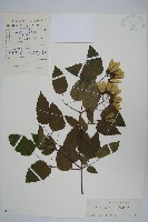 華北茶條槭藏品圖，第1張