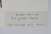 華北茶條槭藏品圖，第2張