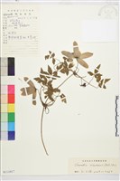 半鐘鐵線蓮藏品圖，第1張