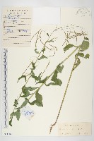 硬毛南芥藏品圖，第1張