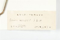 硬毛南芥藏品圖，第3張