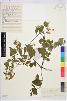 短尾鐵線蓮藏品圖，第1張