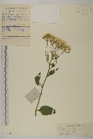 登錄號:S111028藏品圖，第1張