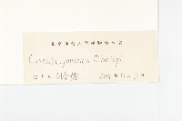 日本菟絲子藏品圖，第3張