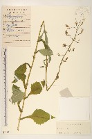 鵝仔草藏品圖，第1張