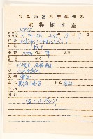 鵝仔草藏品圖，第2張