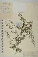 白蓮蒿藏品圖，第1張