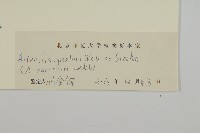 白蓮蒿藏品圖，第3張