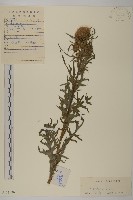 煙管草藏品圖，第1張