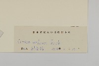 煙管草藏品圖，第3張