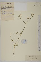 石生蠅子草、山女婁菜藏品圖，第1張