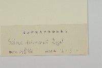 石生蠅子草、山女婁菜藏品圖，第3張