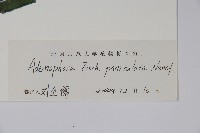 紫沙參藏品圖，第2張