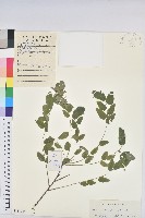 雀兒舌頭藏品圖，第1張