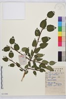 銳齒鼠李藏品圖，第1張